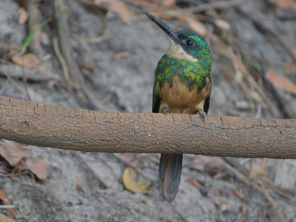 Roodstaartglansvogel (Galbula ruficauda)
